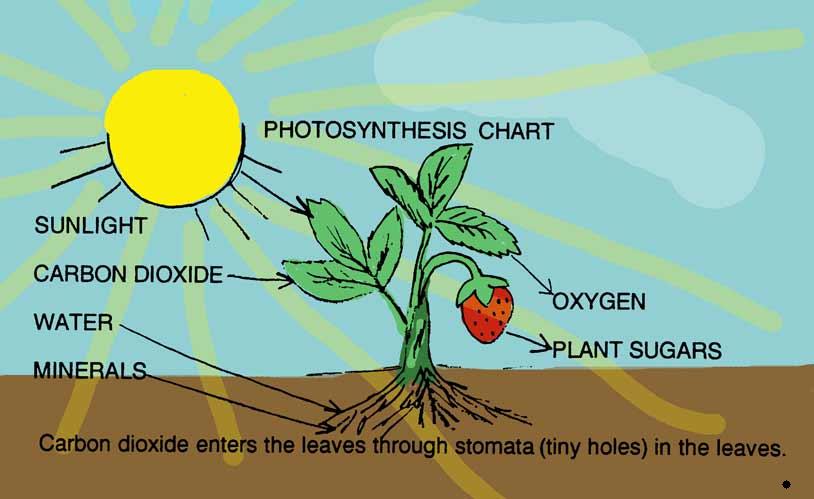 Photosynthesis Chart For Biology
